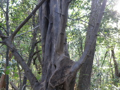 Guettarda macrosperma