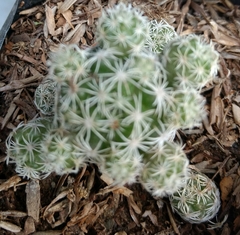 Cactoideae