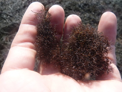 Vertebrata lanosa