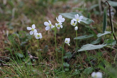 Cardamine scaposa