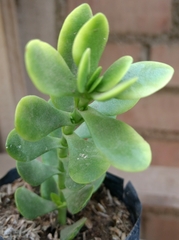 Crassulaceae