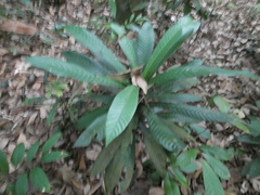 Agrostistachys borneensis