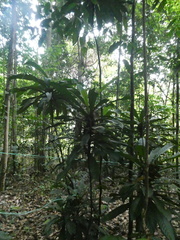 Agrostistachys borneensis