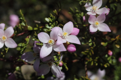 Boronia microphylla