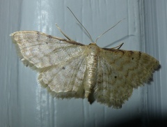 Idaea fuscovenosa