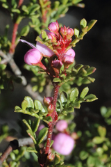 Boronia microphylla