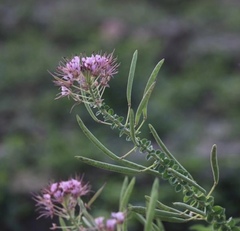 Polanisia dodecandra riograndensis