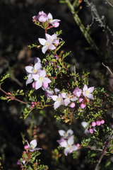 Boronia microphylla