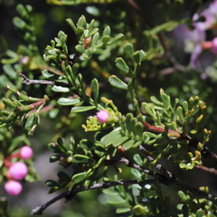 Boronia microphylla