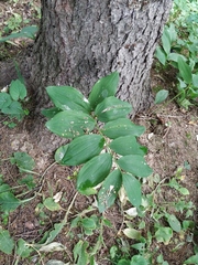 Polygonatum × hybridum