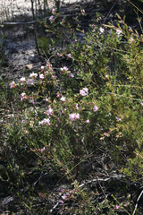 Boronia microphylla