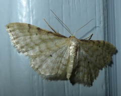 Idaea fuscovenosa
