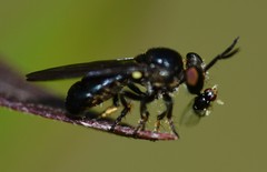 Cerotainia macrocera