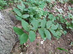 Polygonatum × hybridum