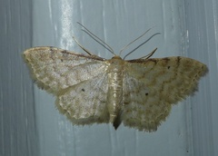 Idaea fuscovenosa
