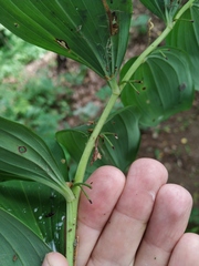 Polygonatum × hybridum