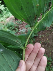 Polygonatum × hybridum