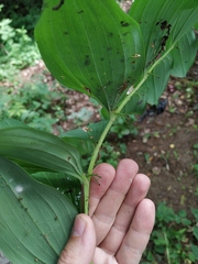 Polygonatum × hybridum