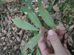 Dysoxylum cauliflorum