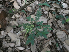 Archidendron clypearia