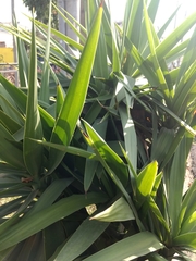 Liliopsida