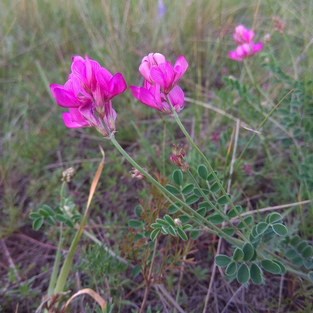 Hedysarum minussinense