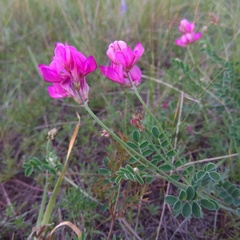 Hedysarum minussinense