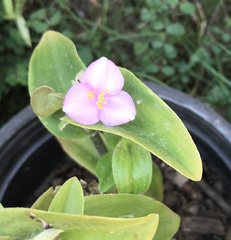 Tradescantia brevifolia