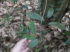 Fissistigma latifolium
