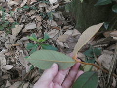 Fissistigma latifolium