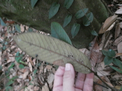 Fissistigma latifolium