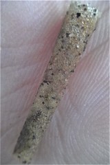 Lagis australis