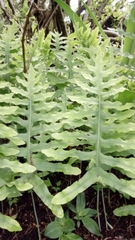 Phlebodium araneosum