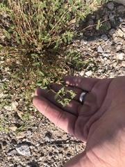 Euphorbia capitellata