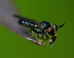 Cerotainia macrocera