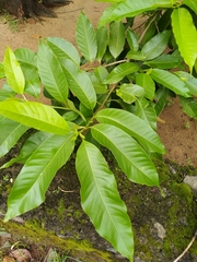 Magnolia × alba