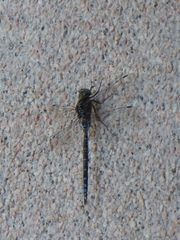 Aeshna canadensis