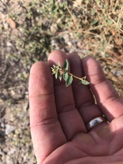 Euphorbia capitellata