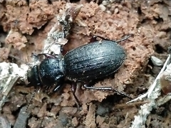 Mecodema sculpturatum
