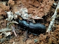 Mecodema sculpturatum