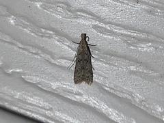 Dichomeris punctipennella