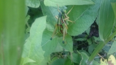 Sphenarium mexicanum