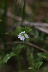 Cerastium arvense strictum