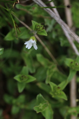 Cerastium arvense strictum