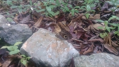 Caligo telamonius memnon