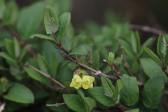 Lonicera hispida