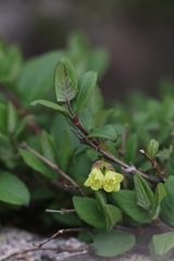 Lonicera hispida