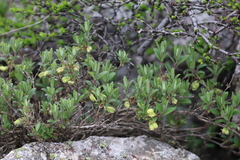 Lonicera hispida