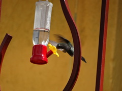 Cynanthus latirostris