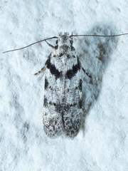 Pseudotelphusa palliderosacella